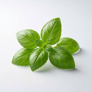 Basil