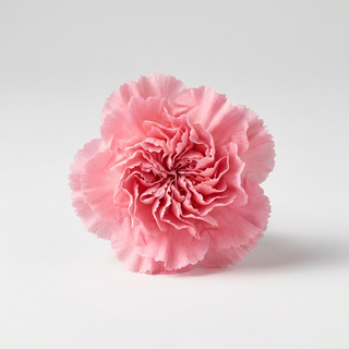Carnation