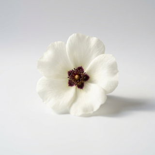 Cistus