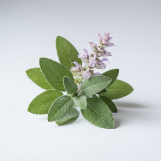 Sage