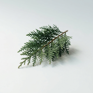 Cypress