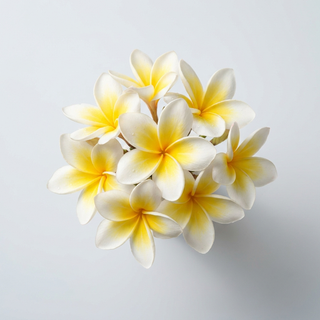 Frangipani