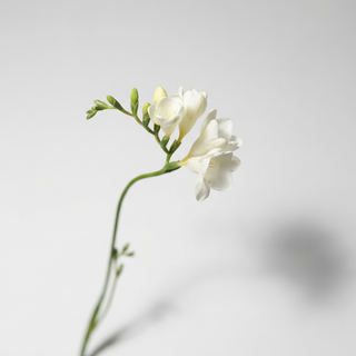 Freesia