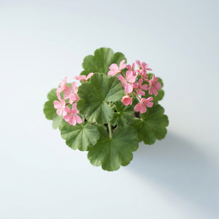 Geranium