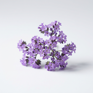 Heliotrope