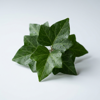 Ivy Leaf