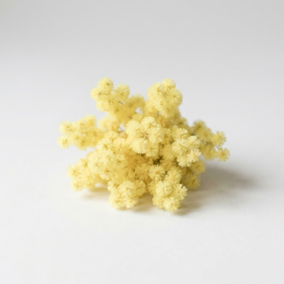 Mimosa