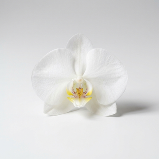 Orchid