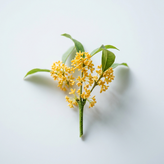Osmanthus