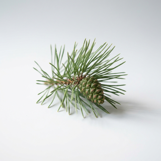 Pine