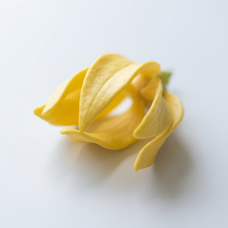 Ylang-Ylang